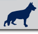 Caninos